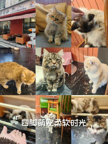 猫生活，慵懒得刚刚好
