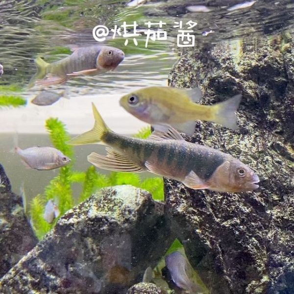 sunsun鱼缸时间怎么调：如何调整sunsun品牌的鱼缸中的时间 森森鱼缸 第4张