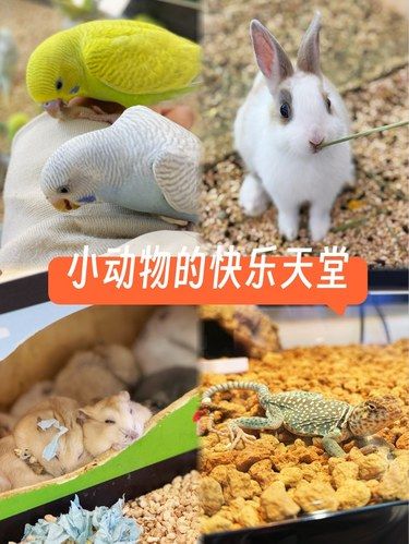小动物的快乐天堂