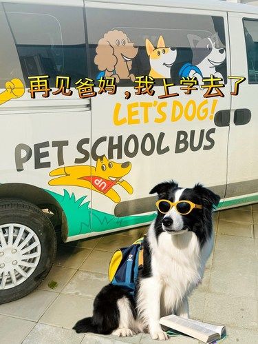这家宠物学校牛了！我春节出行可以安心啦