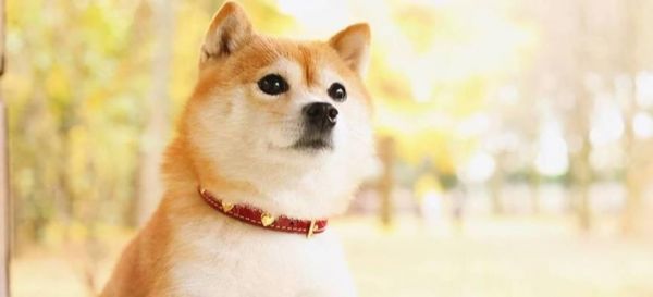 培养宠物犬的运动习惯（以柴犬为例，提高生活质量）