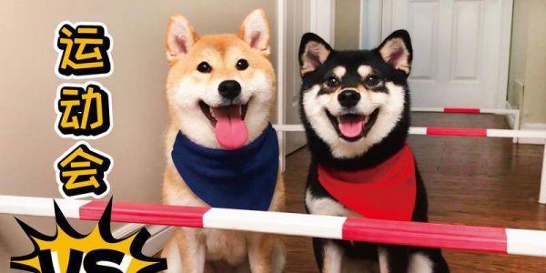 培养宠物犬的运动习惯（以柴犬为例，提高生活质量）