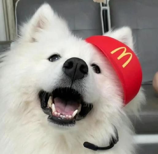 小狗头像
