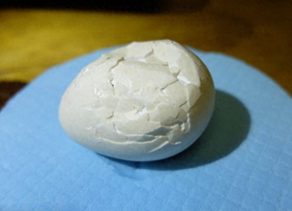 世界上最珍惜的鹦鹉蛋：想不到破碎之后竟出现了奇迹