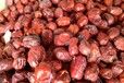 供应新型植物性饲料乐陵金丝小枣质优价廉