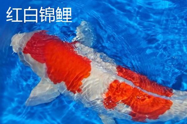 锦鲤鱼吃什么食物，分为植物性饲料、动物性饲料、合成饲料