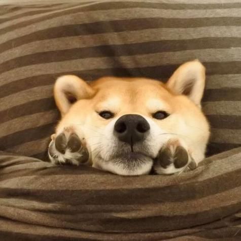 狗狗头像图片蠢萌