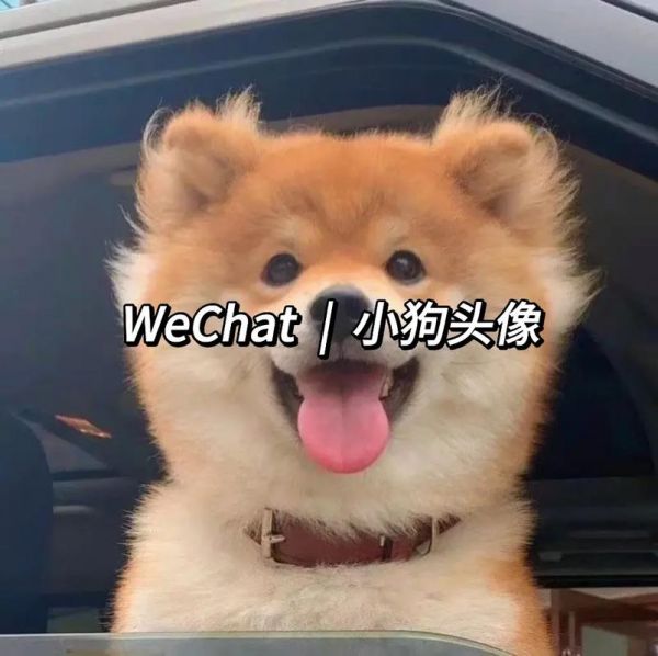 狗狗头像图片蠢萌