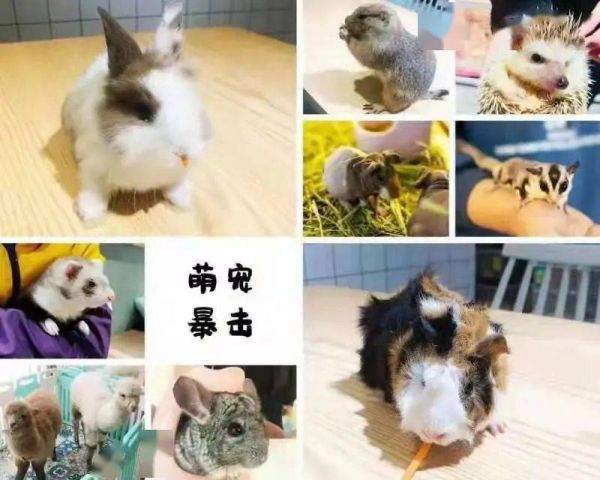 萌宠乐园，一站式宠物体验与服务交流的平台