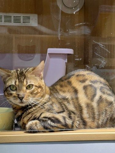被这家店治愈了，爱猫人狠狠懂！