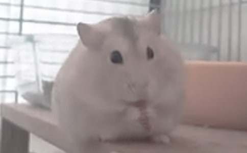 小仓鼠观察日记范文