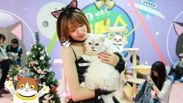巨型猫咪萌宠乐园探秘全球最大的室内猫咪乐园，与喵星人共度欢乐时光！