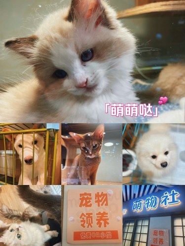 宠物进化史 达到顶级✨