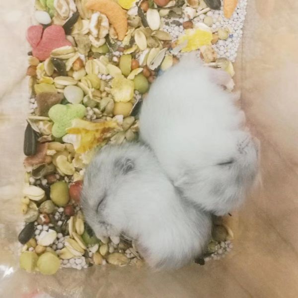 广州仓鼠萌宠乐园，与可爱小动物共度欢乐时光