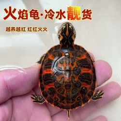 MengGuiSiJia 萌龟饲家 火焰龟 活体 宠物龟