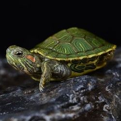 龟真寿 小巴西龟 1只（3-4cm） 乌龟活体宠物龟绿色招财龟情侣龟长寿红耳龟水龟
