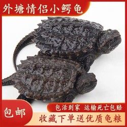 法嘉哲 北美小鳄龟苗爆刺宠物龟观赏龟杂佛食肉龟水龟外塘凶猛小乌龟纯佛