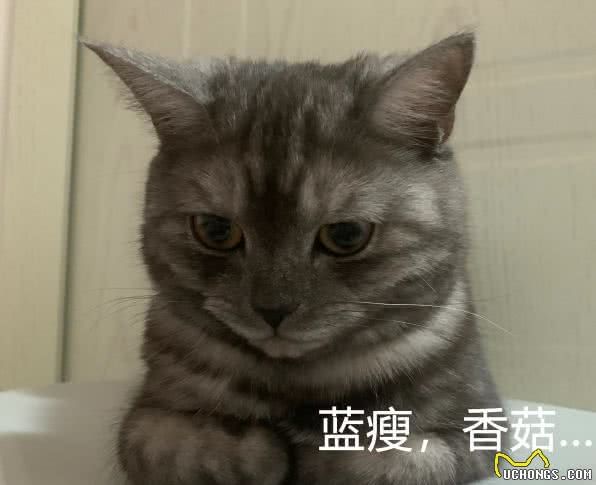 关于养宠物的注意事项？