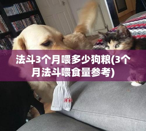 法斗3个月喂多少狗粮(3个月法斗喂食量参考)