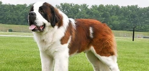 大型犬的品种有哪些
