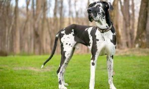 八大巨型犬种，看看是否有你喜欢的巨型犬