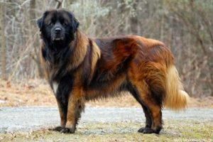 八大巨型犬种，看看是否有你喜欢的巨型犬