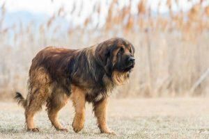 八大巨型犬种，看看是否有你喜欢的巨型犬
