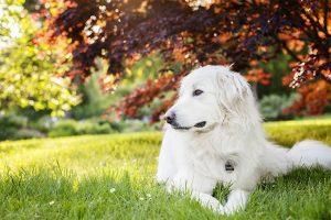 八大巨型犬种，看看是否有你喜欢的巨型犬