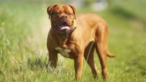 八大巨型犬种，看看是否有你喜欢的巨型犬