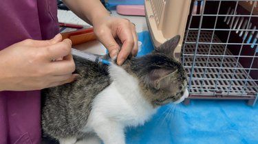 猫咪看病日记～
