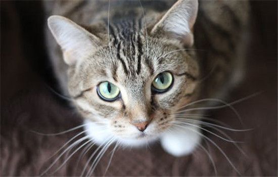 猫咪发情期持续多久 猫咪什么时候可以进行交配