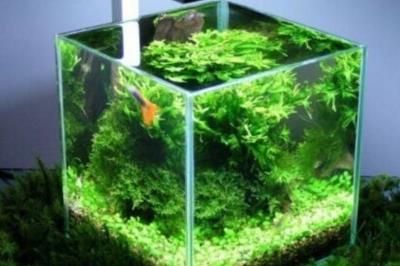金鱼缸水浑浊怎么变清配图