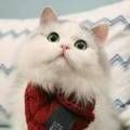 https://p0.meituan.net/userheadpicbackend/46bf08e6e09bf2bb81795030e34dc6753753.jpg%40120w_120h_1e_1c_1l%7Cwatermark%3D0