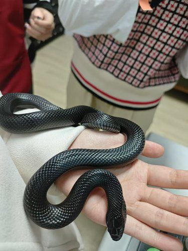 小手一抖，萌宠出笼
