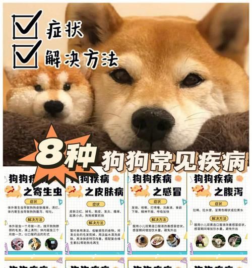 你的宠物狗生病了？这些症状需要引起注意！（发现宠物生病的常见症状及处理方法）