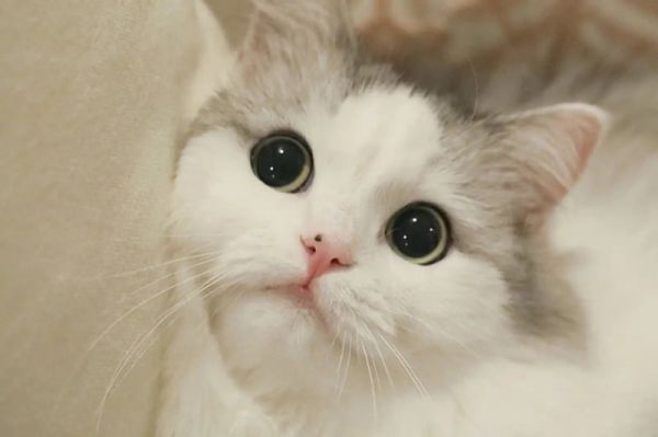 图片[3]-猫咪生病了的症状会有哪些表现？-养宠网