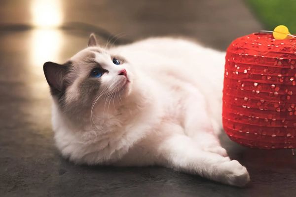 图片[4]-猫咪生病了的症状会有哪些表现？-养宠网