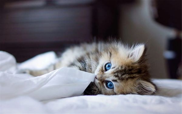 图片[5]-猫咪生病了的症状会有哪些表现？-养宠网