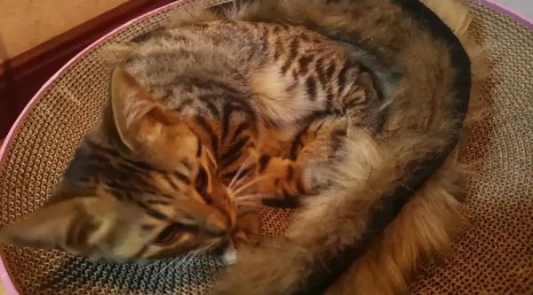 图片[8]-猫咪生病了的症状会有哪些表现？-养宠网