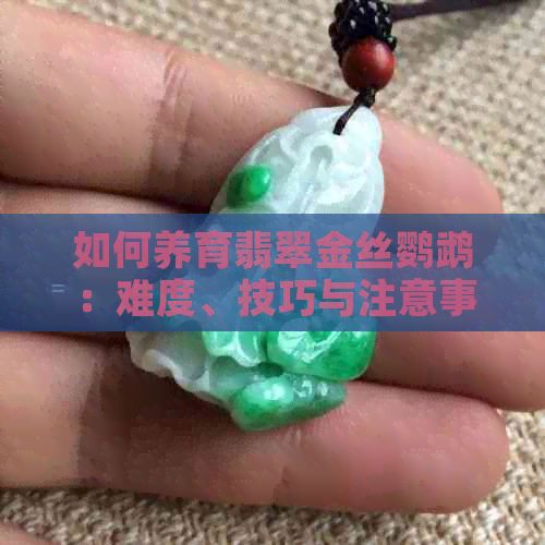 如何养育翡翠金丝鹦鹉：难度、技巧与注意事项全解析