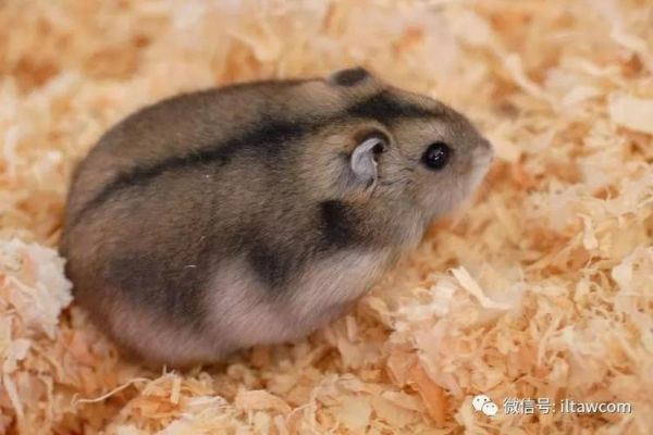 侏儒类仓鼠体重标准-侏儒类仓鼠体重标准是多少