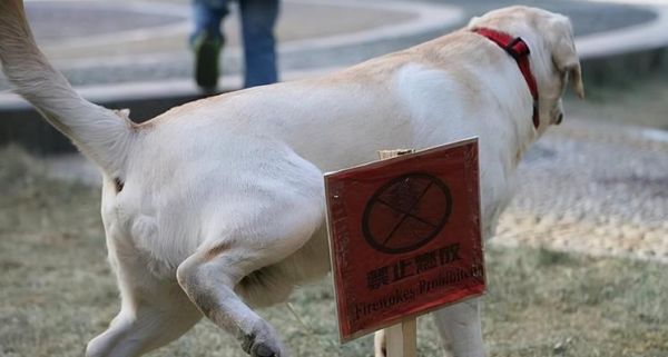 狗狗为什么喜欢在电线杆上尿尿？（解密狗狗的小秘密）