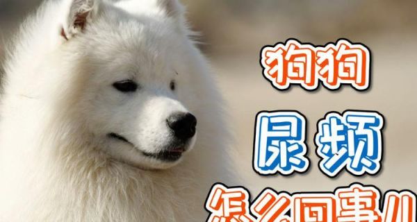 狗狗为什么喜欢在电线杆上尿尿？（解密狗狗的小秘密）