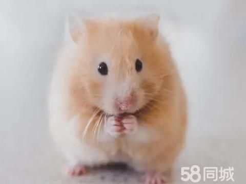漳州花鸟鱼虫·转让仓鼠，金丝熊，奶牛熊，虎纹熊