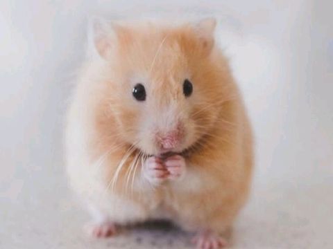 漳州花鸟鱼虫·自家养殖