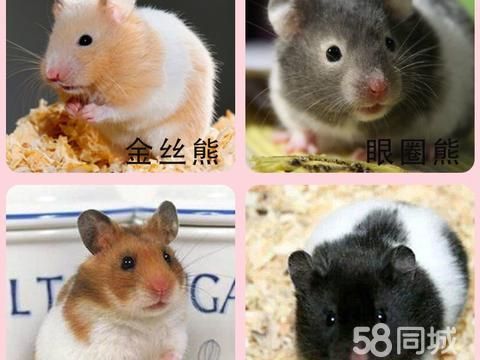 漳州花鸟鱼虫·金丝熊仓鼠和小仓鼠