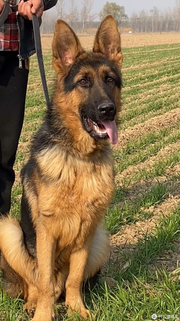 德牧犬选购攻略