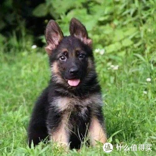 德牧犬选购攻略