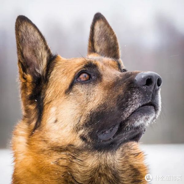 德牧犬选购攻略