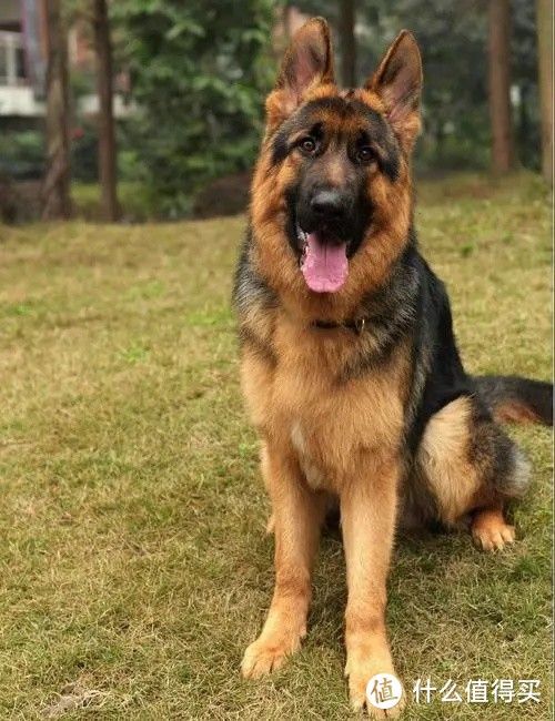 德牧犬选购攻略